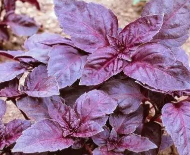 sementes de manjericao roxo 5300 e1495716351315