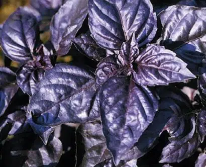 sementes de manjericao roxo 5886 e1495716825322