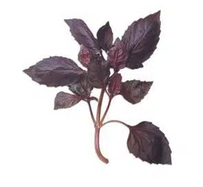 sementes de manjericao roxo 7507 e1495715998584