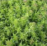 sementes de oregano 2879 e1495715656115