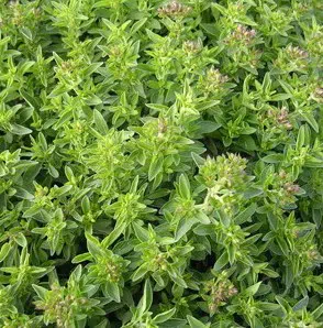 sementes de oregano 4973 e1495715604182
