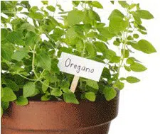 sementes de oregano 9258 e1495715949335