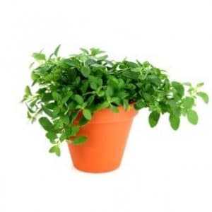 sementes de oregano 9540 e1495715829130