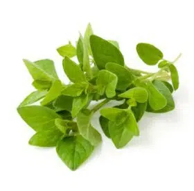 sementes de oregano 9867 e1495715536870