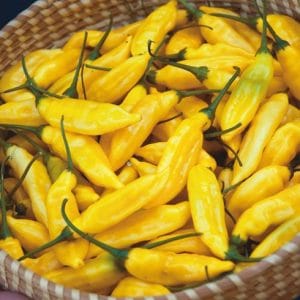 Sementes de Pimenta Aji Amarela
