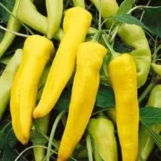 sementes de pimenta amarela comprida 4656 e1495741008850
