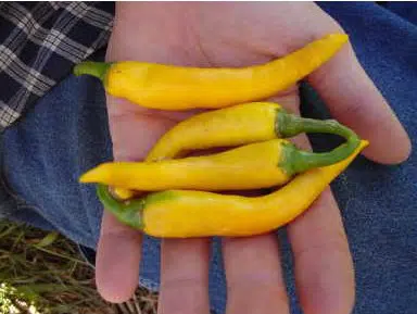 sementes de pimenta amarela comprida 6959 e1495740987875