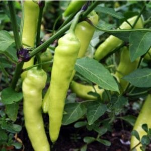 sementes de pimenta banana pepper 0515 e1495741429518