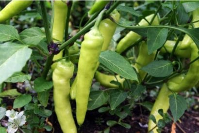 sementes de pimenta banana pepper 0515 e1495741429518