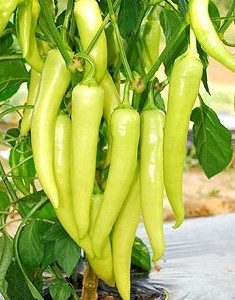 Comprar Sementes de Pimenta Banana Pepper