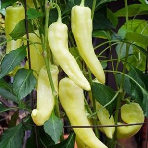 sementes de pimenta banana pepper 3338 e1495741335310