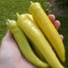 sementes de pimenta banana pepper 3406 e1495742117394
