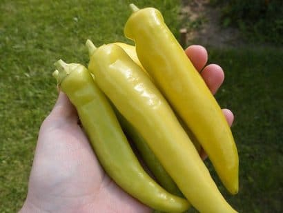 sementes de pimenta banana pepper 3406 e1495742117394