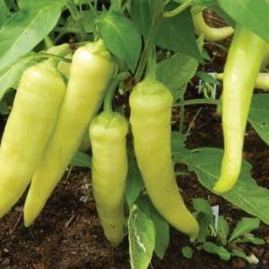 sementes de pimenta banana pepper 6382 e1495741920993