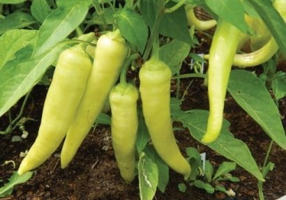 sementes de pimenta banana pepper 6382 e1495741920993