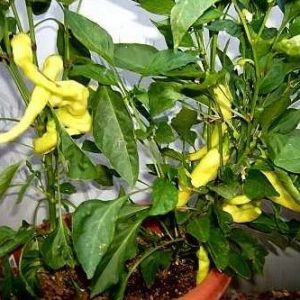 sementes de pimenta banana pepper 6509 e1495741507504