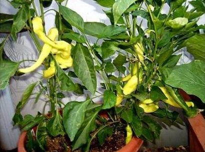 sementes de pimenta banana pepper 6509 e1495741507504