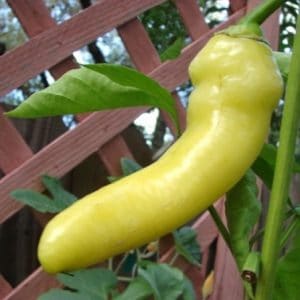 sementes de pimenta banana pepper 7600 e1495742068586