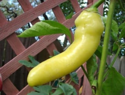 sementes de pimenta banana pepper 7600 e1495742068586