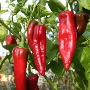 sementes de pimenta big jim numex 3061 e1495811012391