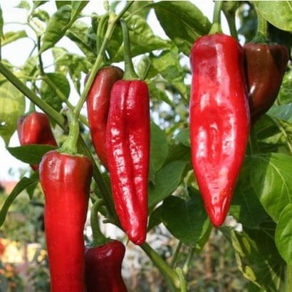 sementes de pimenta big jim numex 3061 e1495811012391