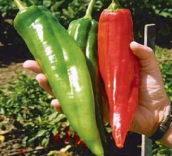 sementes de pimenta big jim numex 3213 e1495811572425