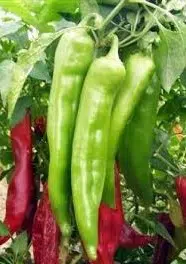 sementes de pimenta big jim numex 3237 e1495811687132