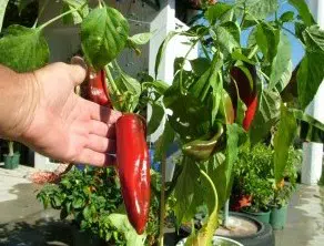 sementes de pimenta big jim numex 5733 e1495811670487