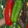 Sementes de Pimenta Big Jim Numex