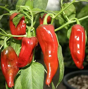 sementes de pimenta big jim numex 6806 e1495811530910