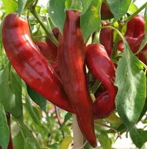 sementes de pimenta big jim numex 6822 e1495811594797