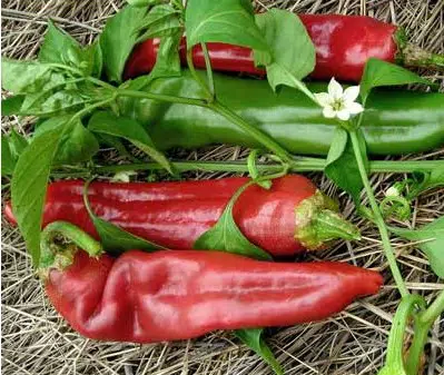 sementes de pimenta big jim numex 7930 e1495811639887