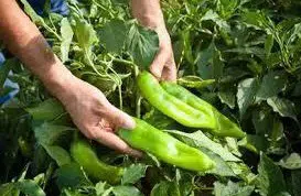 sementes de pimenta big jim numex 9243 e1495811451879