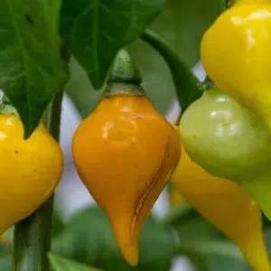 sementes de pimenta biquinho amarela 2739 e1495812709144