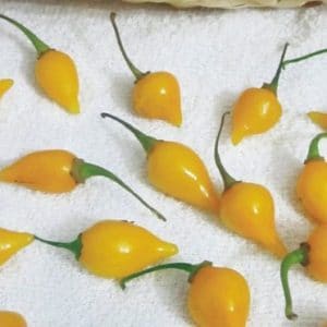 sementes de pimenta biquinho amarela 3656 e1495812584262
