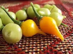 sementes de pimenta biquinho amarela 5852 e1495812605645