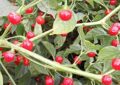 sementes de pimenta bode vermelha 0094 e1495853186790