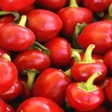 sementes de pimenta bode vermelha 1986 e1495853154364