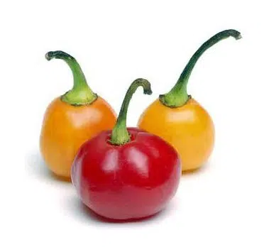 sementes de pimenta bode vermelha 9800 e1495853210631