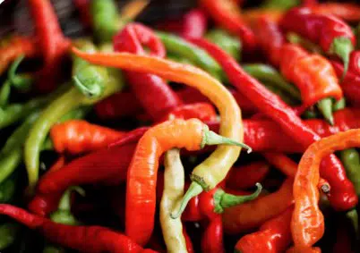 sementes de pimenta cayenne 3275 e1495856002617