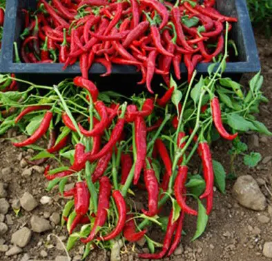 sementes de pimenta cayenne 4844 e1495856161806