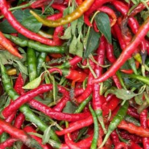 sementes de pimenta cayenne 8105 e1495855654640