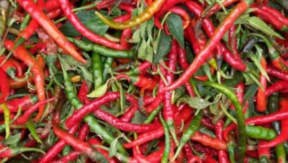 sementes de pimenta cayenne 8105 e1495855654640