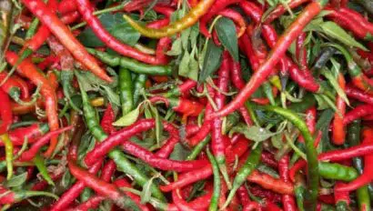 sementes de pimenta cayenne 8105 e1495855654640
