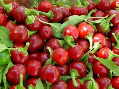 sementes de pimenta cereja cherry bomb 0058 e1495748581919