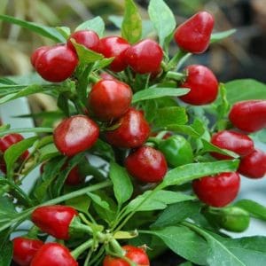 sementes de pimenta cereja cherry bomb 3226 e1495749066584