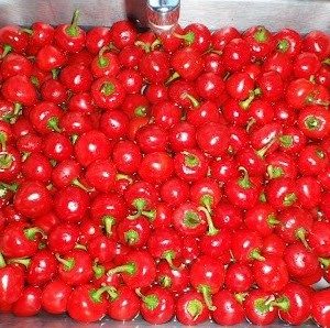 sementes de pimenta cereja cherry bomb 6575 e1495748712205