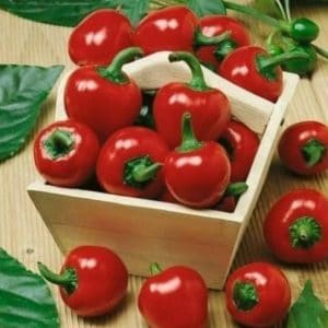 sementes de pimenta cereja cherry bomb 9668 e1495748650648