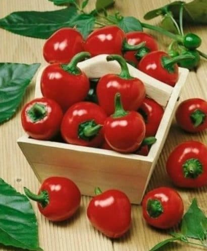 sementes de pimenta cereja cherry bomb 9668 e1495748650648