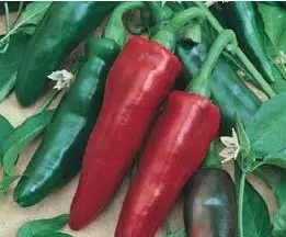 sementes de pimenta doce italiana 3362 e1495809061843